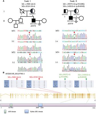 Novel HYDIN variants associated with male infertility in two Chinese families